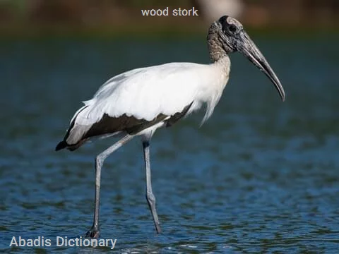 wood stork